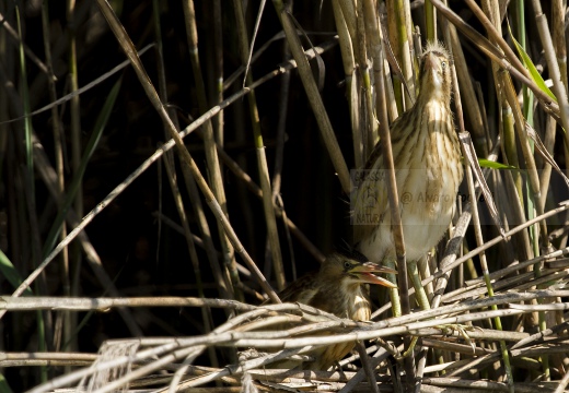 TARABUSINO, Little Bittern, Blongios nain; Ixobrychus minutus 