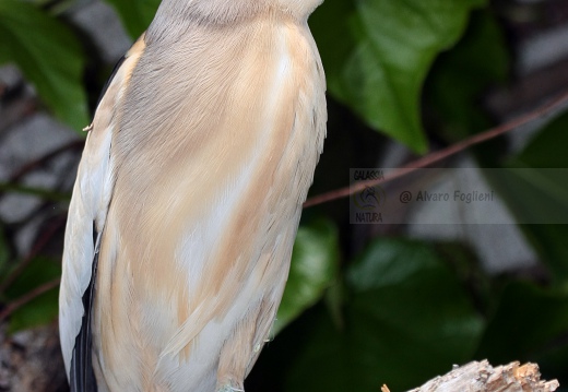 TARABUSINO, Little Bittern, Blongios nain; Ixobrychus minutus 