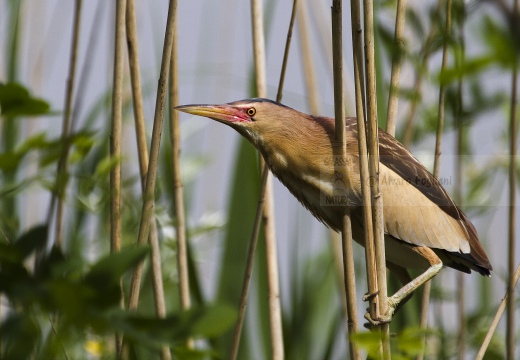 TARABUSINO, Little Bittern, Blongios nain; Ixobrychus minutus 