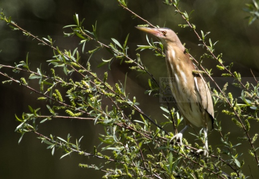 TARABUSINO, Little Bittern, Blongios nain; Ixobrychus minutus 