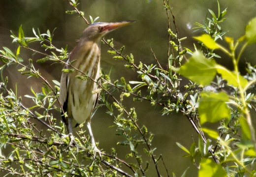 TARABUSINO, Little Bittern, Blongios nain; Ixobrychus minutus 