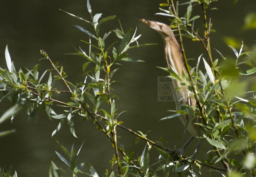 TARABUSINO, Little Bittern, Blongios nain; Ixobrychus minutus 