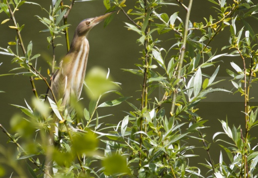 TARABUSINO, Little Bittern, Blongios nain; Ixobrychus minutus 