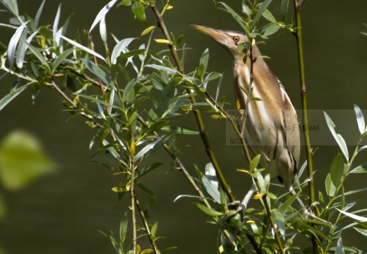 TARABUSINO, Little Bittern, Blongios nain; Ixobrychus minutus 