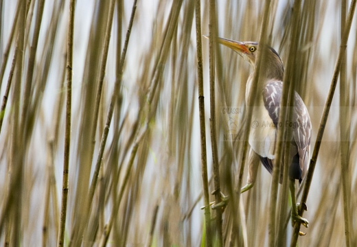 TARABUSINO, Little Bittern, Blongios nain; Ixobrychus minutus 
