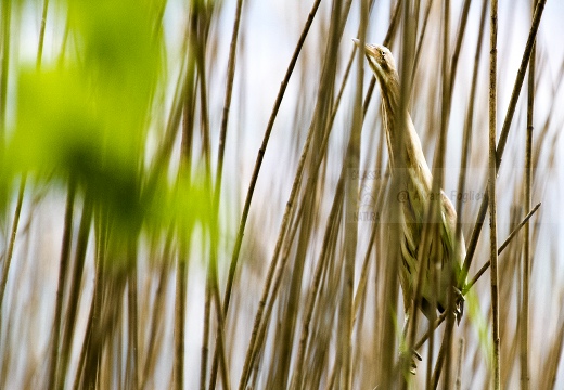 TARABUSINO, Little Bittern, Blongios nain; Ixobrychus minutus 