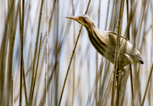 TARABUSINO, Little Bittern, Blongios nain; Ixobrychus minutus a