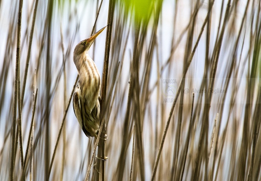 TARABUSINO, Little Bittern, Blongios nain; Ixobrychus minutus 