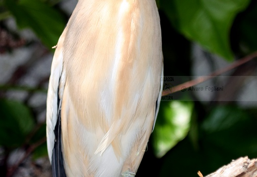 TARABUSINO, Little Bittern, Blongios nain; Ixobrychus minutus 