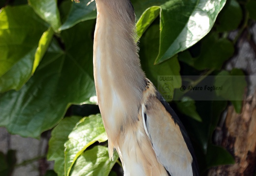 TARABUSINO, Little Bittern, Blongios nain; Ixobrychus minutus 