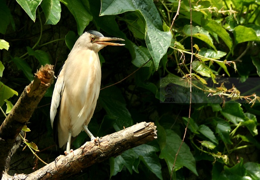 TARABUSINO, Little Bittern, Blongios nain; Ixobrychus minutus 