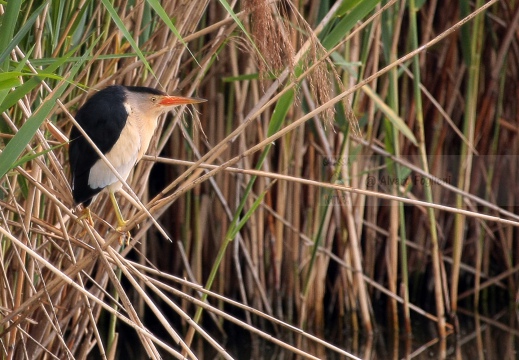 TARABUSINO, Little Bittern, Blongios nain; Ixobrychus minutus 