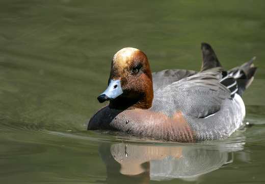 FISCHIONE,Wigeon, Canard siffleur; Anas penelope 