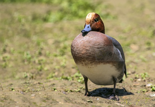 FISCHIONE,Wigeon, Canard siffleur; Anas penelope 