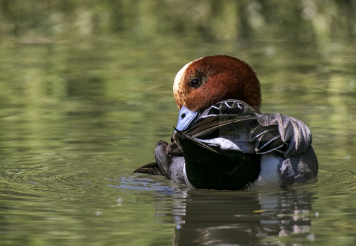 FISCHIONE,Wigeon, Canard siffleur; Anas penelope 