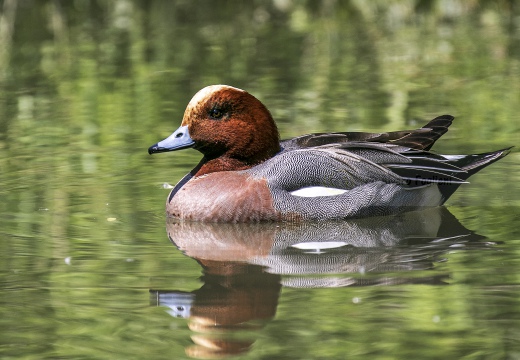 FISCHIONE,Wigeon, Canard siffleur; Anas penelope 