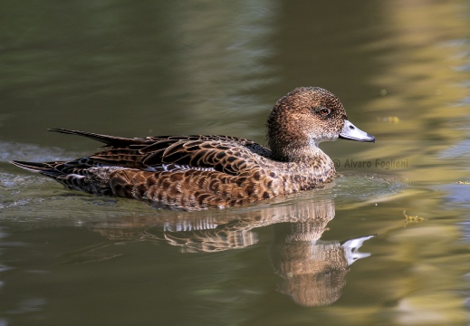 FISCHIONE,Wigeon, Canard siffleur; Anas penelope 