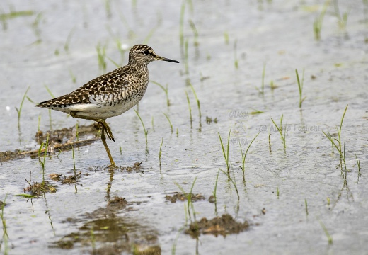 PIRO PIRO BOSCHERECCIO, Wood Sandpiper, Chevalier sylvain; Tringa glareola 