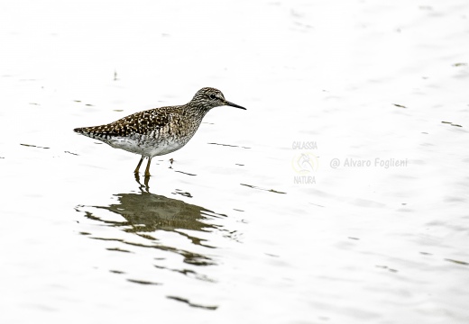 PIRO PIRO BOSCHERECCIO, Wood Sandpiper, Chevalier sylvain; Tringa glareola 
