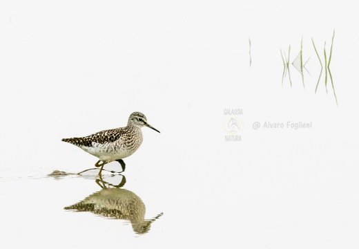 PIRO PIRO BOSCHERECCIO, Wood Sandpiper, Chevalier sylvain; Tringa glareola 