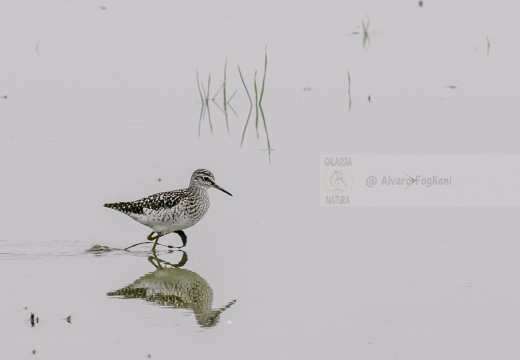 PIRO PIRO BOSCHERECCIO, Wood Sandpiper, Chevalier sylvain; Tringa glareola 