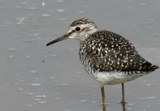 PIRO PIRO BOSCHERECCIO, Wood Sandpiper, Chevalier sylvain; Tringa glareola 