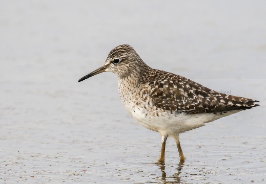 PIRO PIRO BOSCHERECCIO, Wood Sandpiper, Chevalier sylvain; Tringa glareola 