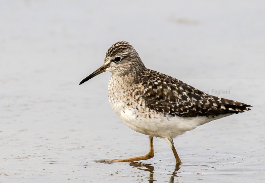 PIRO PIRO BOSCHERECCIO, Wood Sandpiper, Chevalier sylvain; Tringa glareola 