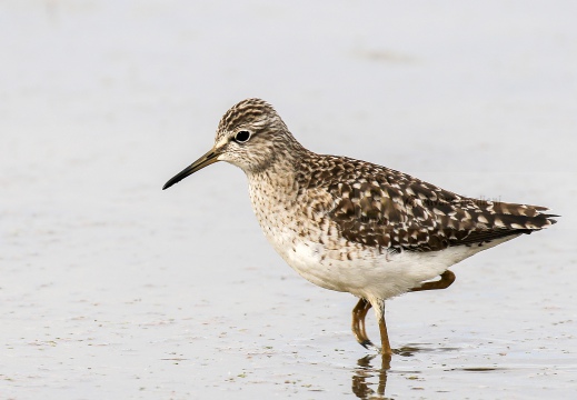 PIRO PIRO BOSCHERECCIO, Wood Sandpiper, Chevalier sylvain; Tringa glareola 