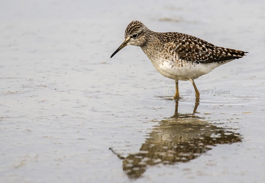 PIRO PIRO BOSCHERECCIO, Wood Sandpiper, Chevalier sylvain; Tringa glareola 