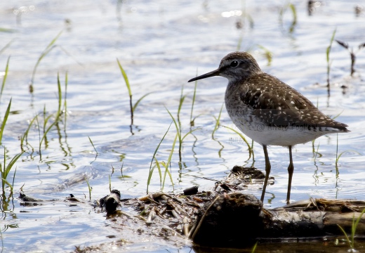 PIRO PIRO BOSCHERECCIO, Wood Sandpiper, Chevalier sylvain; Tringa glareola 