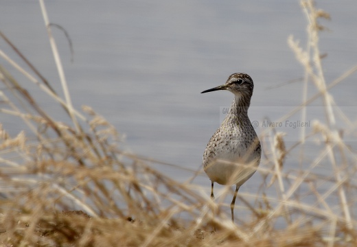 PIRO PIRO BOSCHERECCIO, Wood Sandpiper, Chevalier sylvain; Tringa glareola 