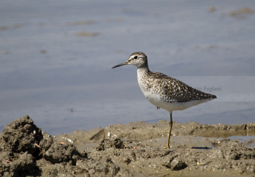 PIRO PIRO BOSCHERECCIO, Wood Sandpiper, Chevalier sylvain; Tringa glareola 