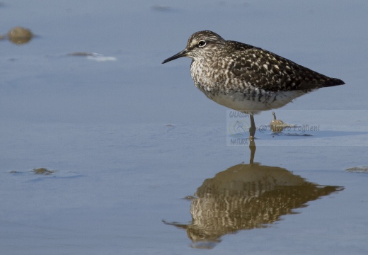 PIRO PIRO BOSCHERECCIO, Wood Sandpiper, Chevalier sylvain; Tringa glareola 