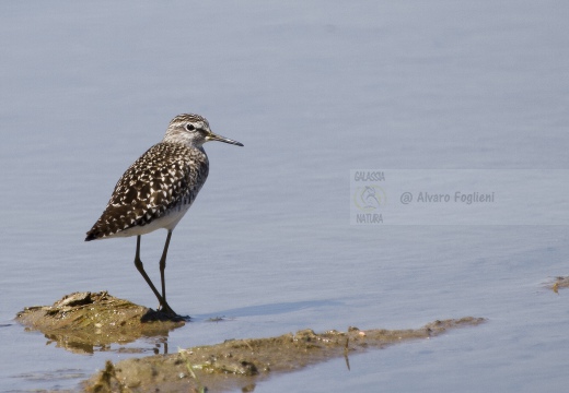 PIRO PIRO BOSCHERECCIO, Wood Sandpiper, Chevalier sylvain; Tringa glareola 