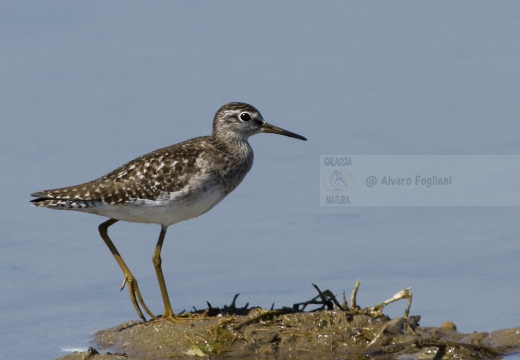 PIRO PIRO BOSCHERECCIO, Wood Sandpiper, Chevalier sylvain; Tringa glareola 