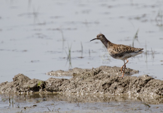 PIRO PIRO BOSCHERECCIO, Wood Sandpiper, Chevalier sylvain; Tringa glareola 