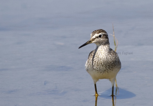 PIRO PIRO BOSCHERECCIO, Wood Sandpiper, Chevalier sylvain; Tringa glareola 
