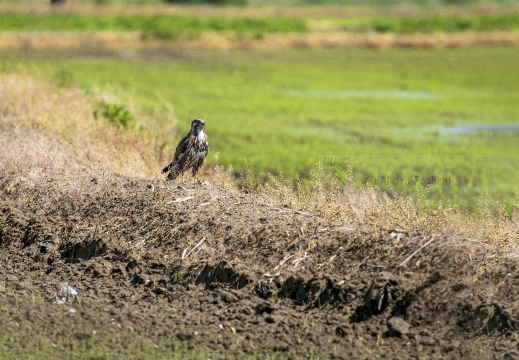 POIANA, Common Buzzard, Buse variable; Buteo buteo 