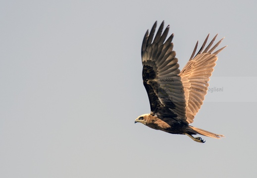POIANA, Common Buzzard, Buse variable; Buteo buteo 