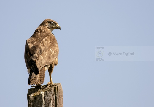 POIANA, Common Buzzard, Buse variable; Buteo buteo 