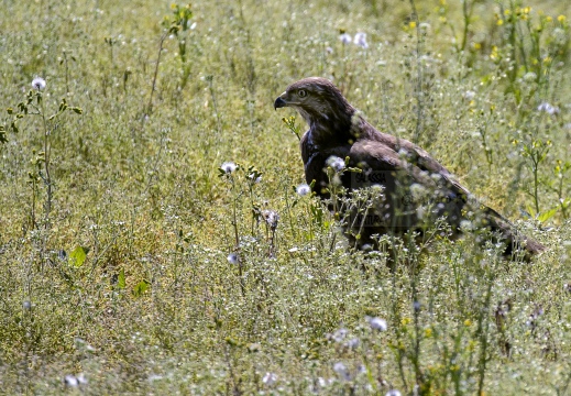 POIANA, Common Buzzard, Buse variable; Buteo buteo 