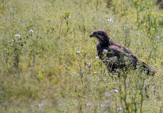 POIANA, Common Buzzard, Buse variable; Buteo buteo 