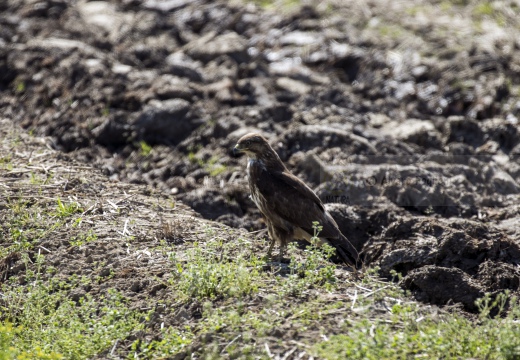POIANA, Common Buzzard, Buse variable; Buteo buteo 