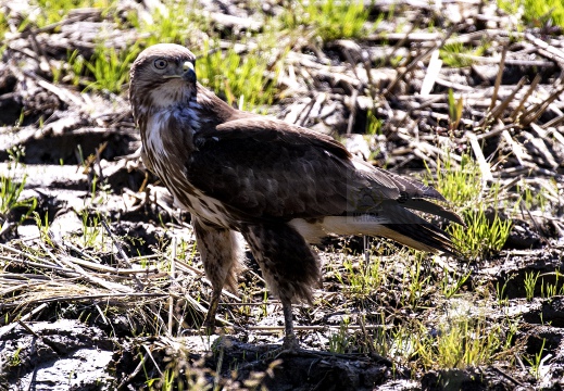 POIANA, Common Buzzard, Buse variable; Buteo buteo 