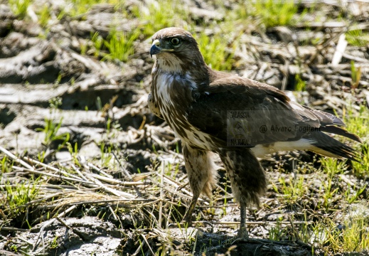 POIANA, Common Buzzard, Buse variable; Buteo buteo 