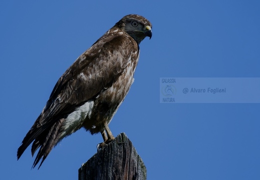 POIANA, Common Buzzard, Buse variable; Buteo buteo 