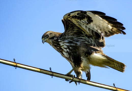 POIANA, Common Buzzard, Buse variable; Buteo buteo 
