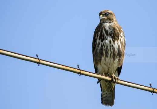 POIANA, Common Buzzard, Buse variable; Buteo buteo 