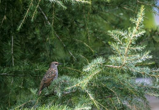 STORNO; Starling; Étourneau sansonnet; Sturnus vulgaris 